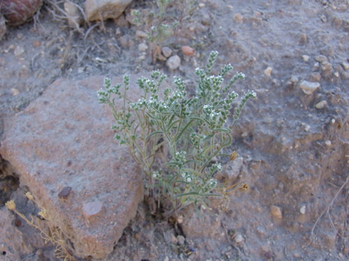 Hierba del minero plateada