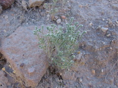 Johnstonella parviflora