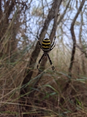 Argiope bruennichi