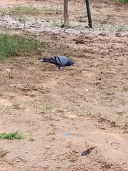 Columba livia domestica