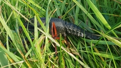 Procambarus clarkii
