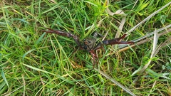 Procambarus clarkii