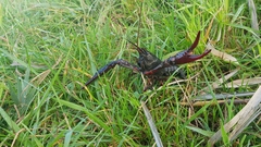 Procambarus clarkii