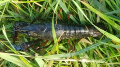 Procambarus clarkii