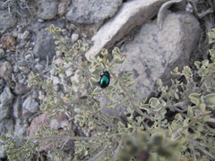 Chrysolina schaefferi