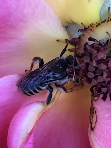 Orange-tipped Woodborer (Lithurgopsis apicalis), a species recorded in New Mexico