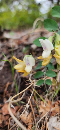 Lathyrus lanszwertii var. pallescens