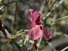 Lechenaultia linarioides