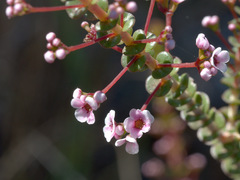 Scholtzia uberiflora