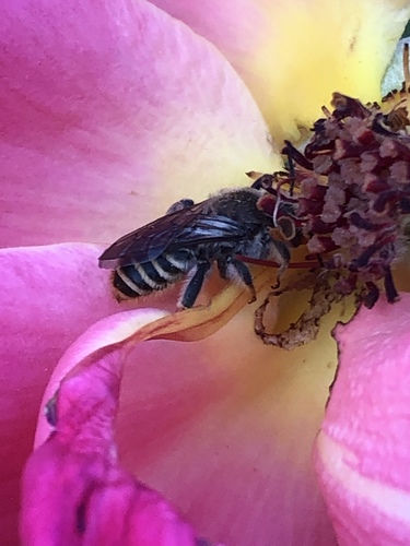 Orange-tipped Woodborer photo 4