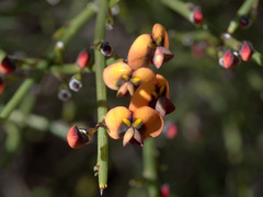 Daviesia divaricata