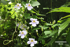 Thunbergia grandiflora