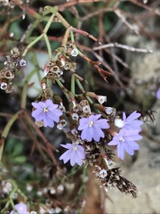 Limonium ramosissimum
