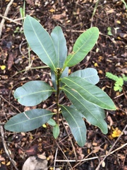 Santa Maria (Calophyllum brasiliense)