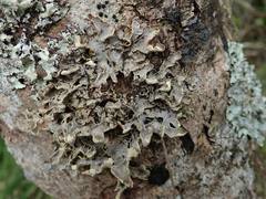Pseudocyphellaria carpoloma