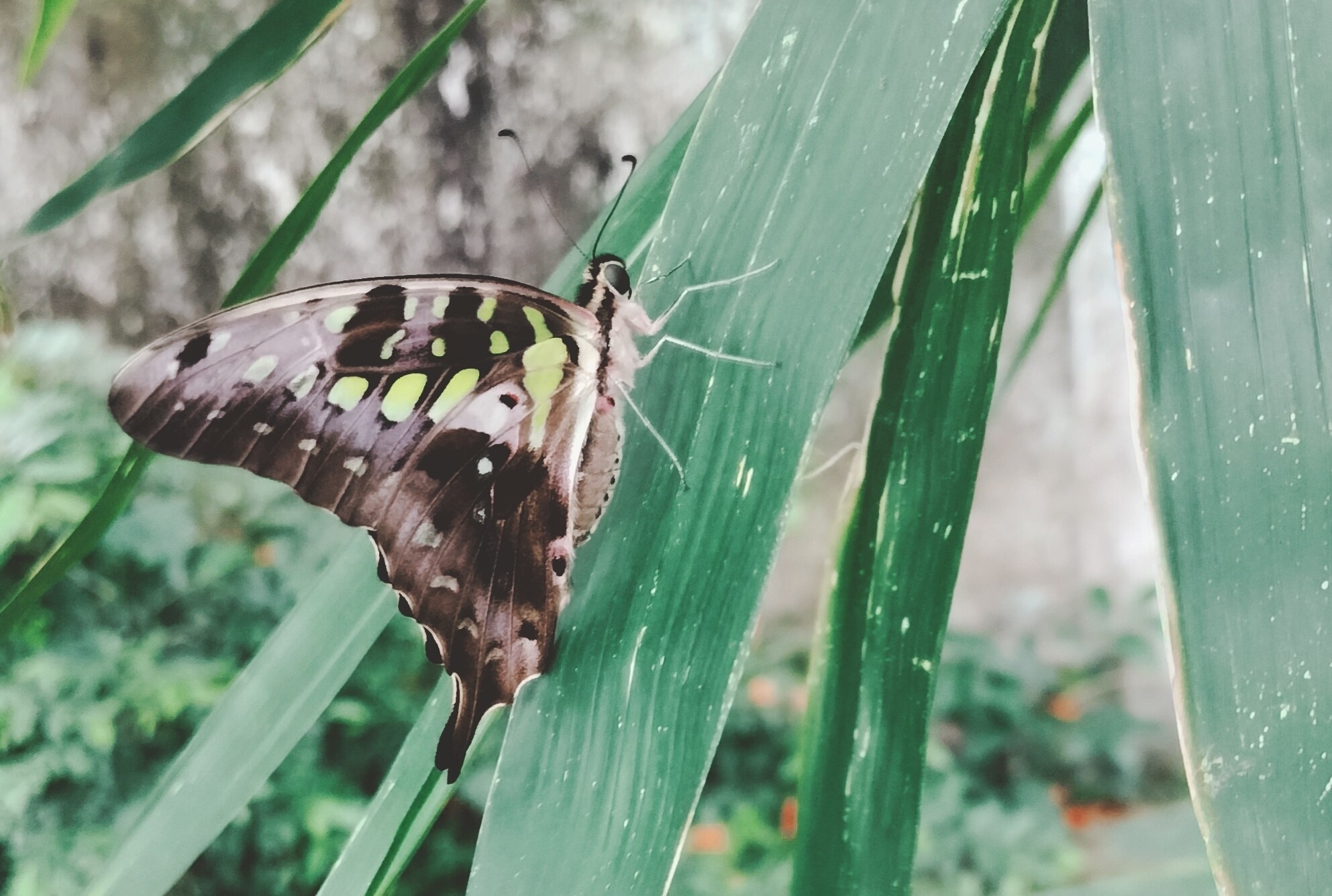 Tailed Jay