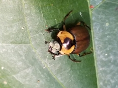 Canthon luteicollis