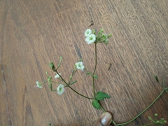 Commicarpus