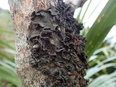 Leptogium coralloideum