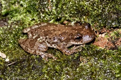 Manaus Snouted Treefrog photo 1
