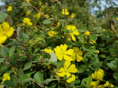 Hibbertia truncata