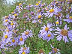 Aster maackii