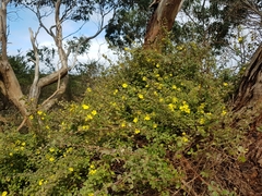 Hibbertia truncata