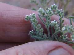 Johnstonella parviflora