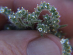 Johnstonella parviflora