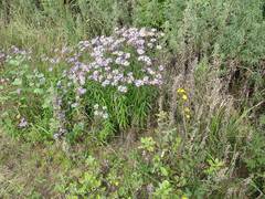Aster maackii
