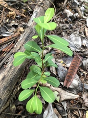 Erythroxylum brevipes, photograph (c) Marina, some rights reserved (CC BY)