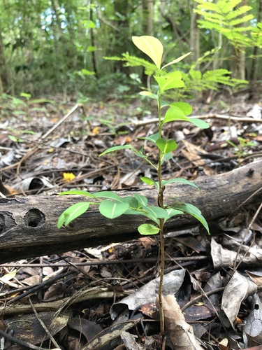 Erythroxylum brevipes, photograph 4