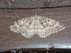 Lepidoptera