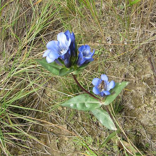 Gentiana scabra iNat (1)