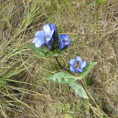Gentiana scabra