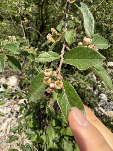 Cotoneaster zabelii, photograph 3