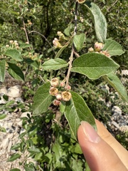 Cotoneaster zabelii, photograph (c) Jane Charlen, some rights reserved (CC BY)