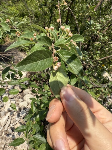 Cotoneaster zabelii, photograph 5