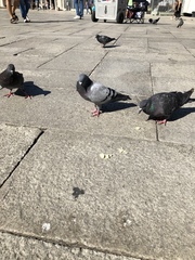 Columba livia domestica