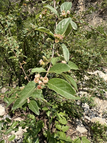 Cotoneaster zabelii, photograph 6