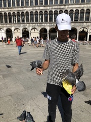 Columba livia domestica
