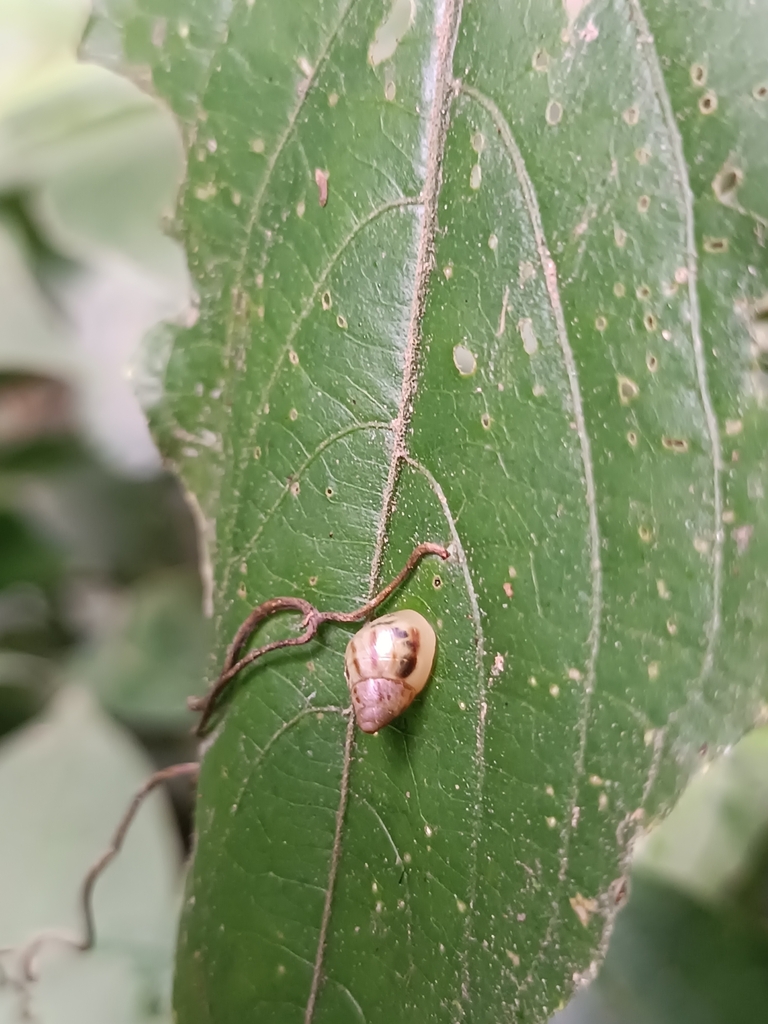 Slum Snails Common Land Snails and Slugs from Taita Imbabura on May 28, 2025 at 10: ...