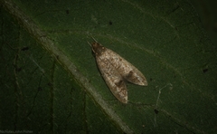 Pholeutis holoxytha