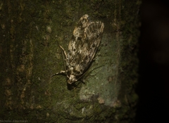 Barea nymphica