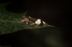Coesyra hemiphragma