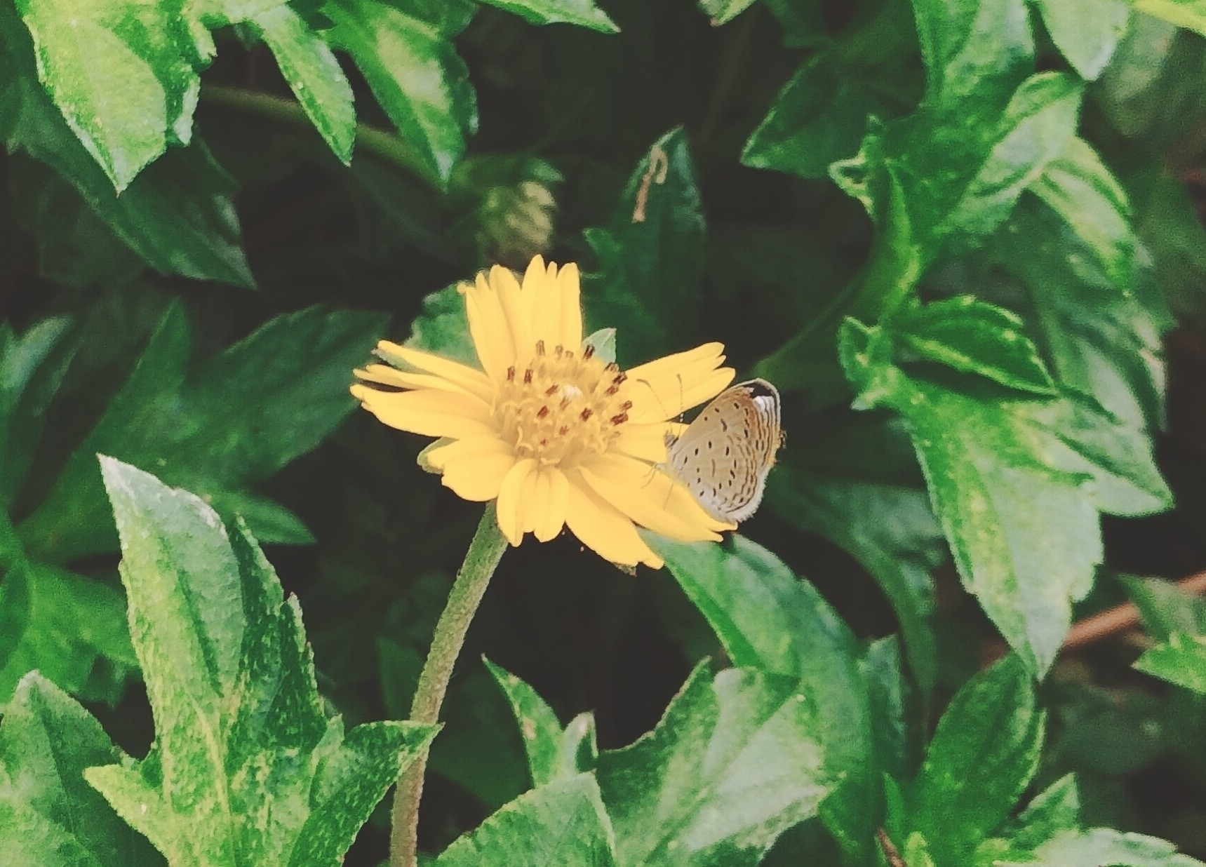 Tiny Grass Blue