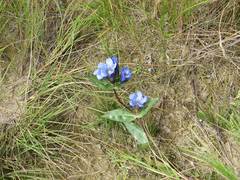 Gentiana scabra