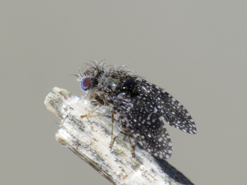 Dithryca guttulosa