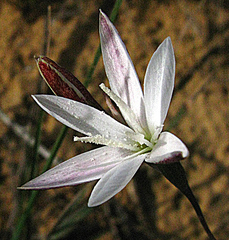 Hesperantha falcata