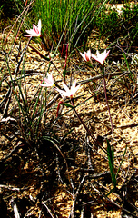Hesperantha falcata